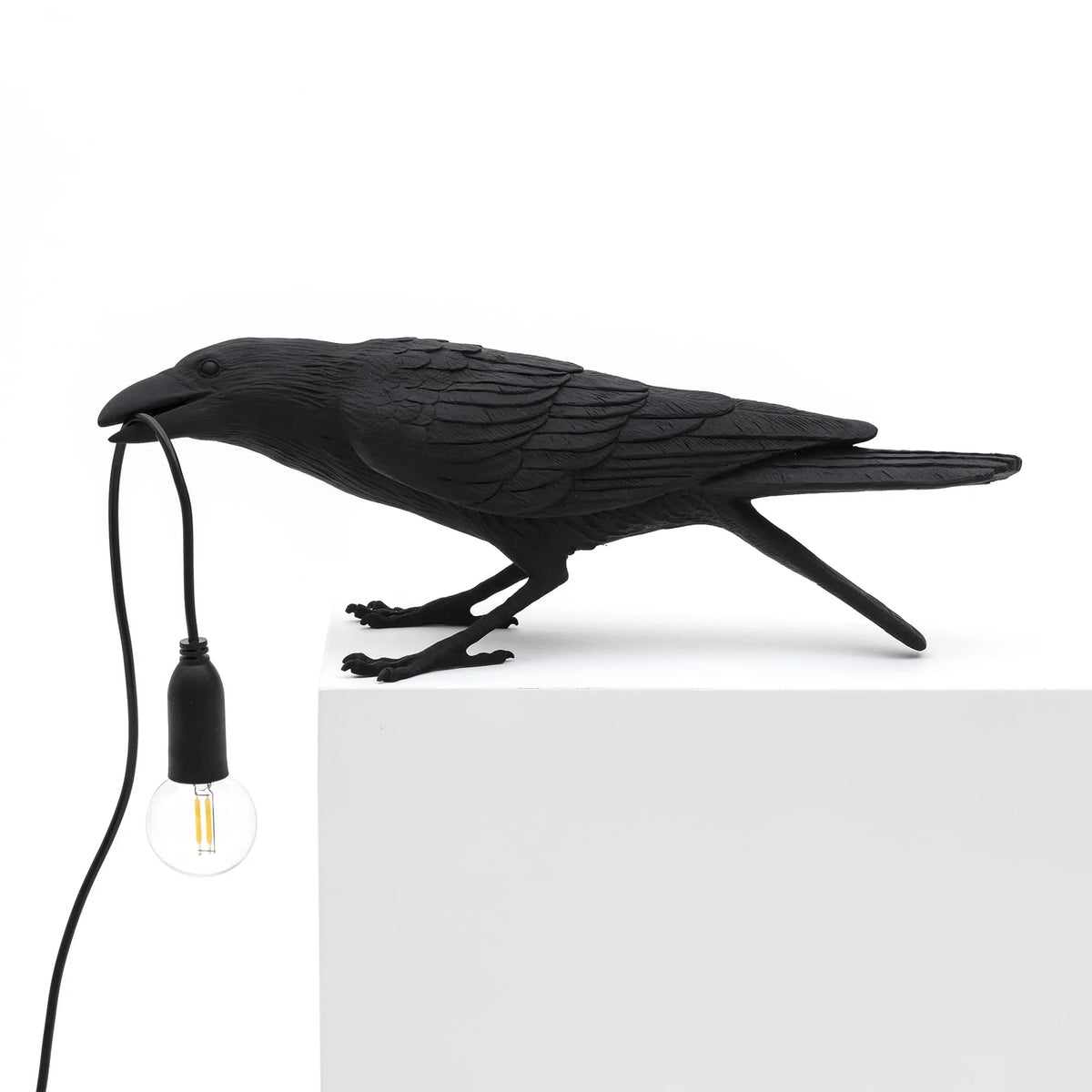 A Raven Holding Its Light