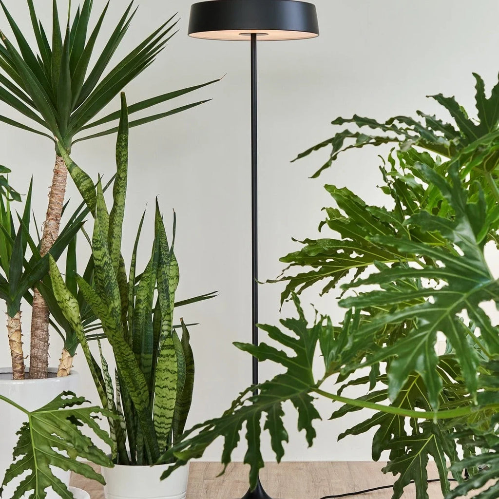 Slim disc LED floor lamp, in black among plants
